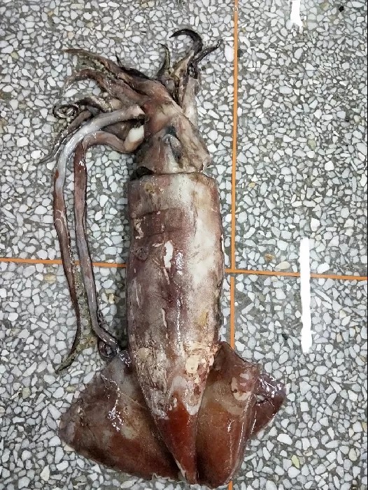 太平洋的赤道分类地位:头足纲,鞘亚纲,枪形目,开眼亚目,柔鱼科,柔鱼